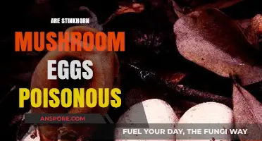 Are Stinkhorn Mushroom Eggs Poisonous? Unveiling the Truth About These Fungi