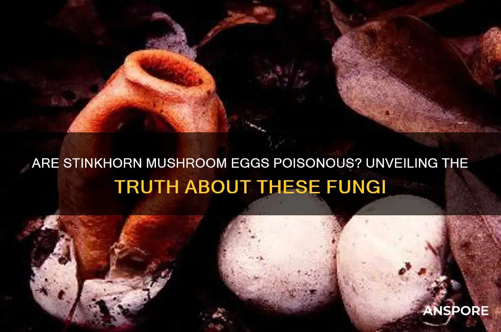 are stinkhorn mushroom eggs poisonous