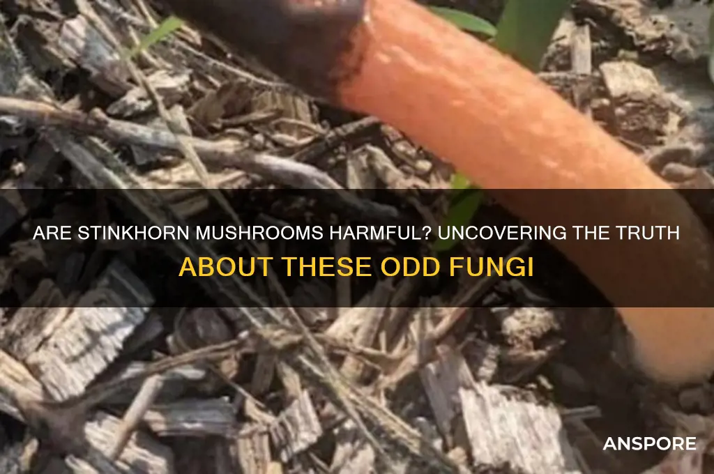 are stinkhorn mushrooms bad