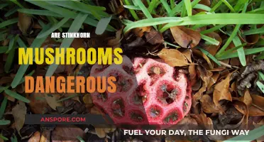 Stinkhorn Mushrooms: Are They Toxic?
