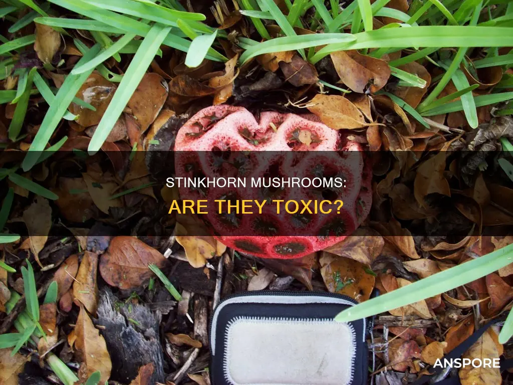 are stinkhorn mushrooms dangerous
