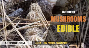 Are Stinkhorn Mushrooms Edible? Exploring Their Safety and Culinary Potential