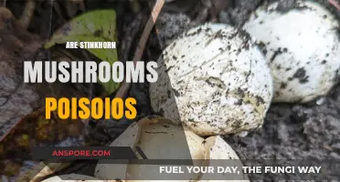 Stinkhorn Mushrooms: Are They Poisonous?