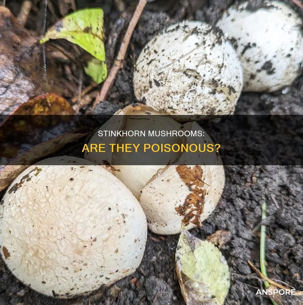 are stinkhorn mushrooms poisoios