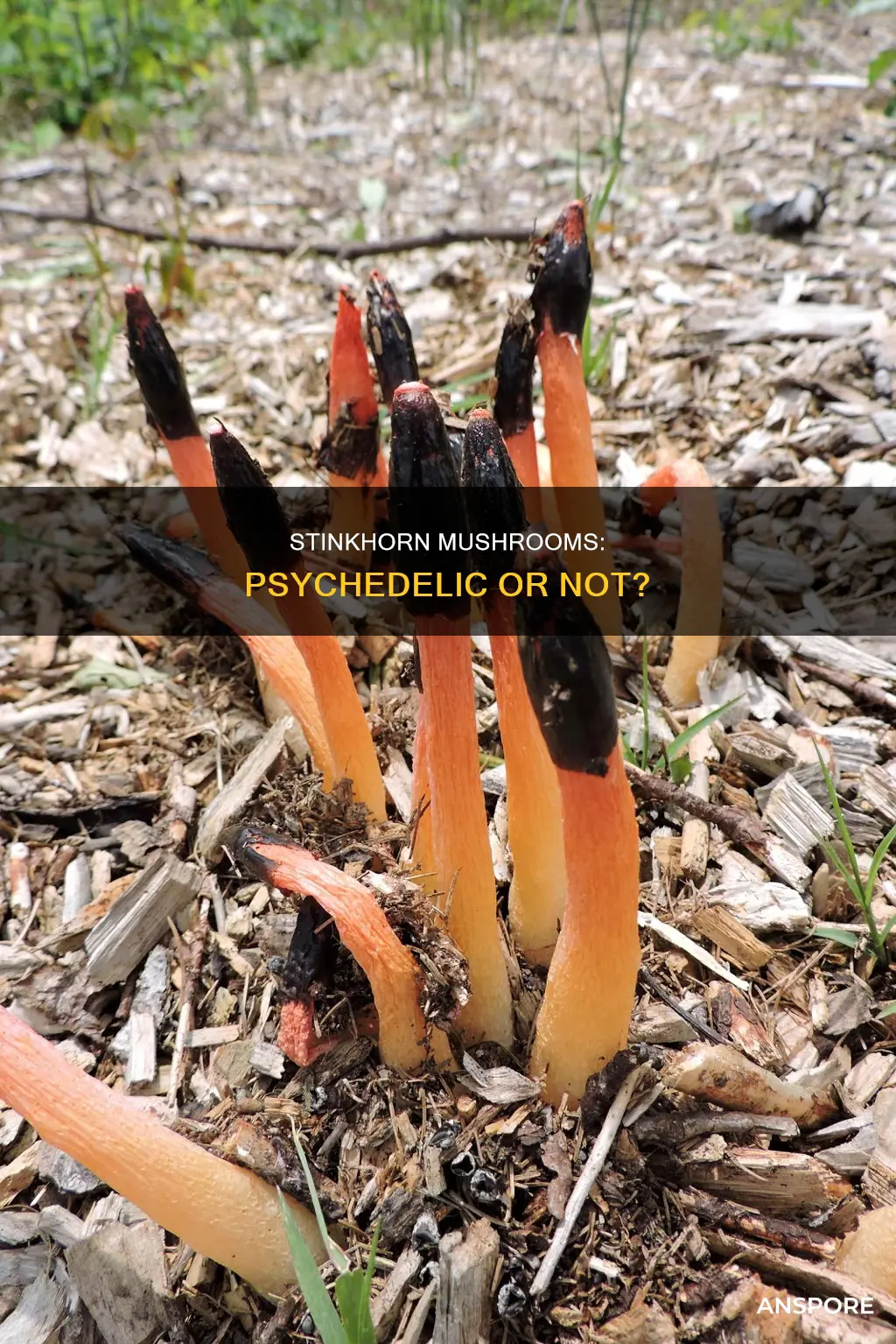are stinkhorn mushrooms psychedelic