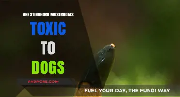 Stinkhorn Mushrooms: Are They Poisonous to Dogs?