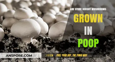 Mushroom Mystery: Store-Bought Fungi and Poop