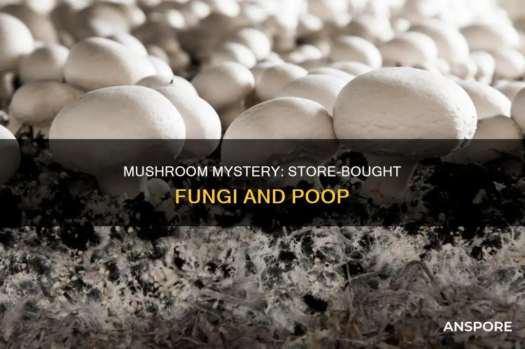 are store bought mushrooms grown in poop