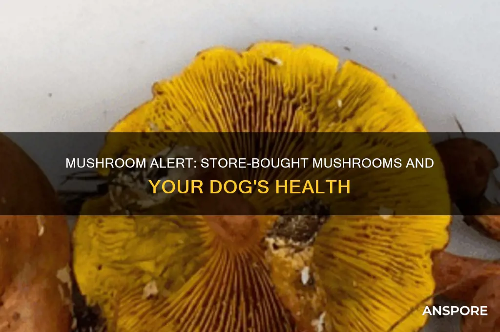 are store bought mushrooms ok for dogs