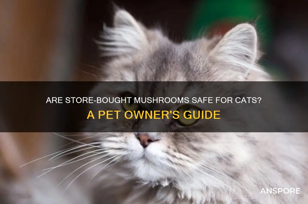 are store bought mushrooms poisonous to cats
