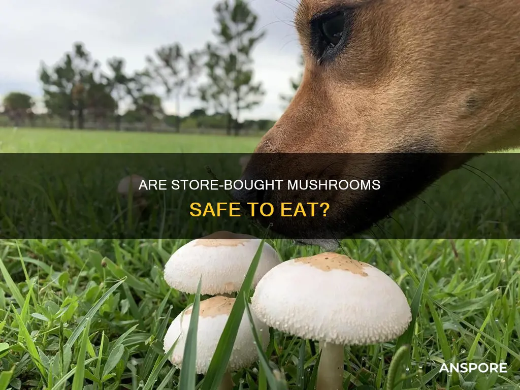 are store bought mushrooms safe