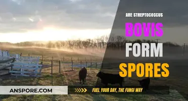 Streptococcus Bovis Sporulation: Fact or Fiction? Unraveling the Mystery