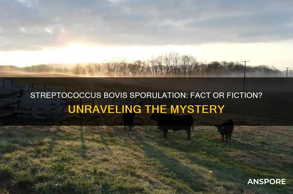 are streptococcus bovis form spores