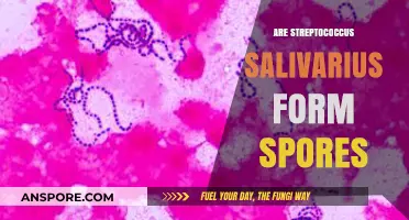 Do Streptococcus Salivarius Bacteria Form Spores? Uncovering the Truth