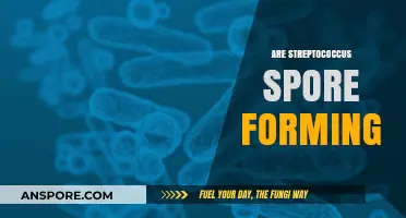 Streptococcus and Spore Formation: Unraveling the Bacterial Mystery