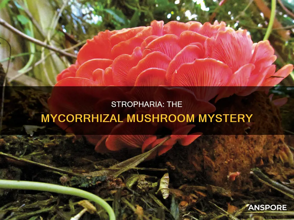 are stropharia mycorrhizal mushrooms