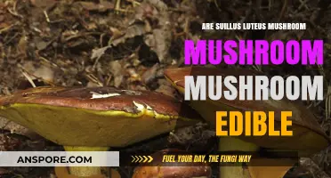 Suillus Luteus: Edibility, Safety, and Culinary Uses Explored