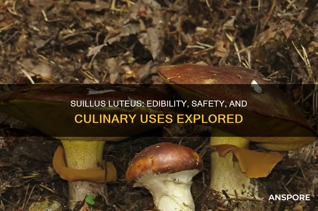 are suillus luteus mushroom mushroom mushroom edible