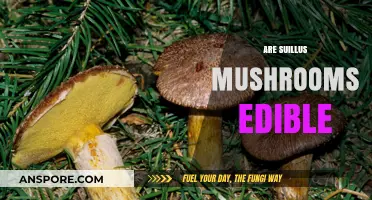 Are Suillus Mushrooms Edible? A Guide to Safe Foraging