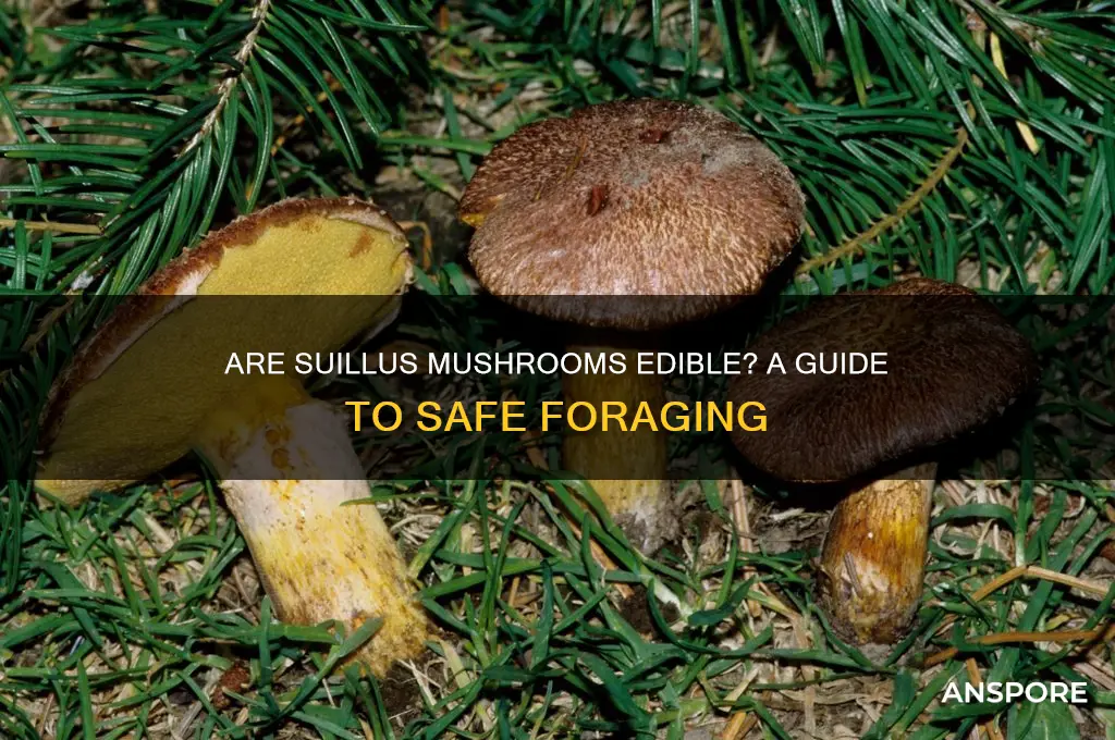 are suillus mushrooms edible