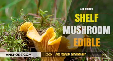 Are Sulfur Shelf Mushrooms Edible? A Comprehensive Guide to Identification and Safety