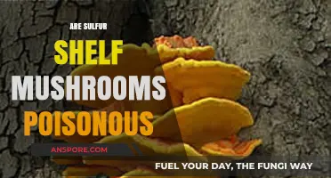 Are Sulfur Shelf Mushrooms Poisonous? Facts and Safety Tips