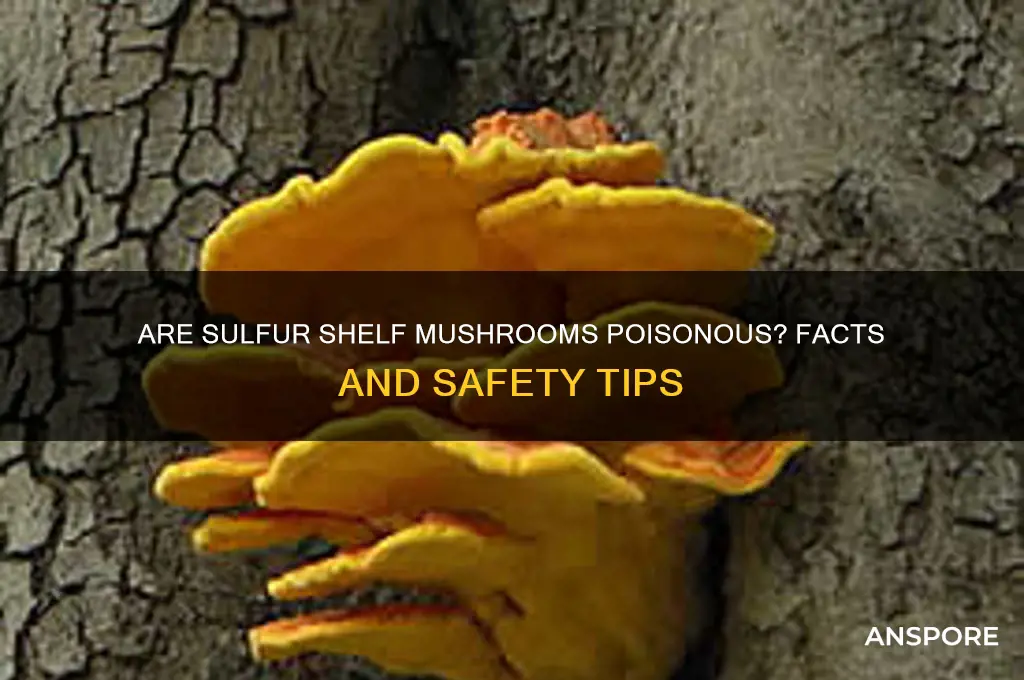 are sulfur shelf mushrooms poisonous