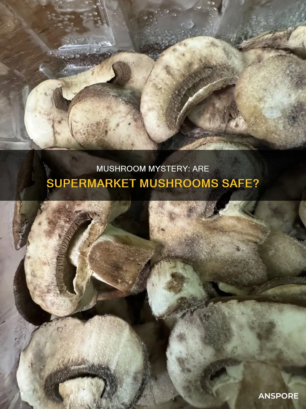 are supermarket mushrooms safe