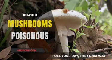 Are Sweater Mushrooms Poisonous? Unraveling the Truth About This Fungus