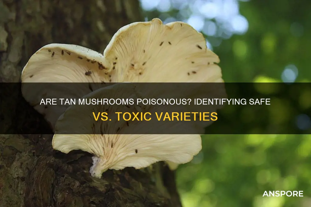 are tan mushrooms poisonous