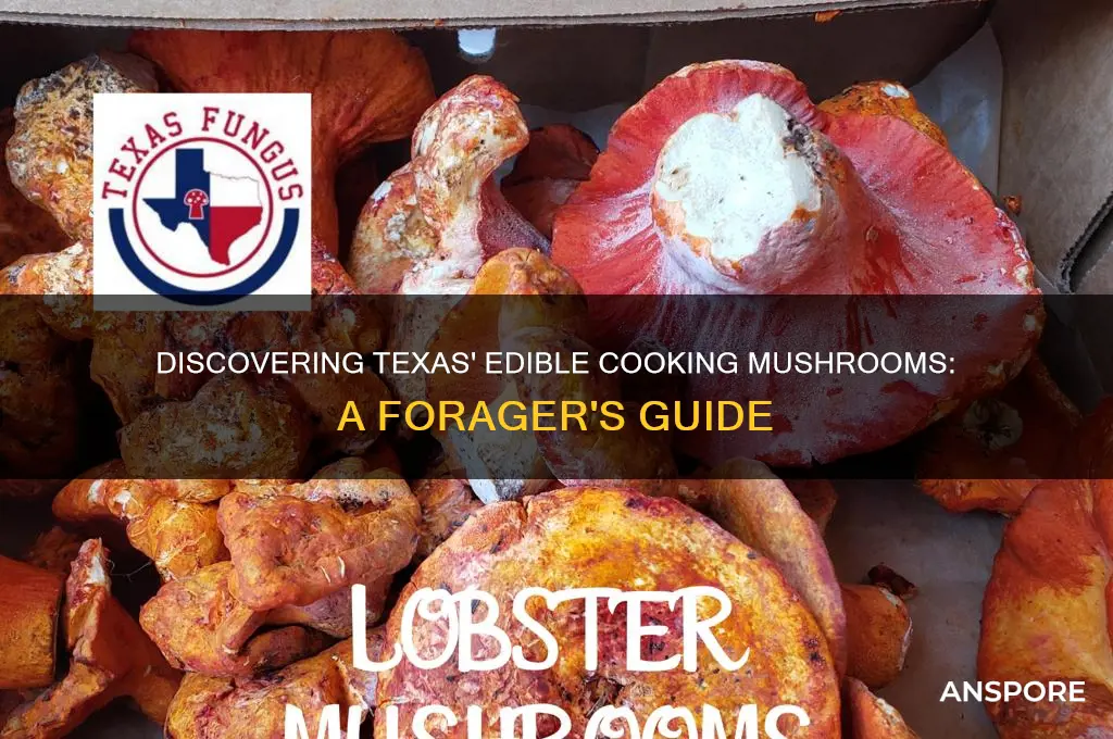are tbere edible cooking mushrooms in texas