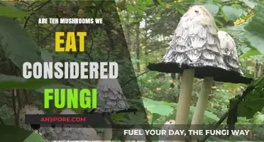 Are Edible Mushrooms Fungi? Unveiling Their Biological Classification