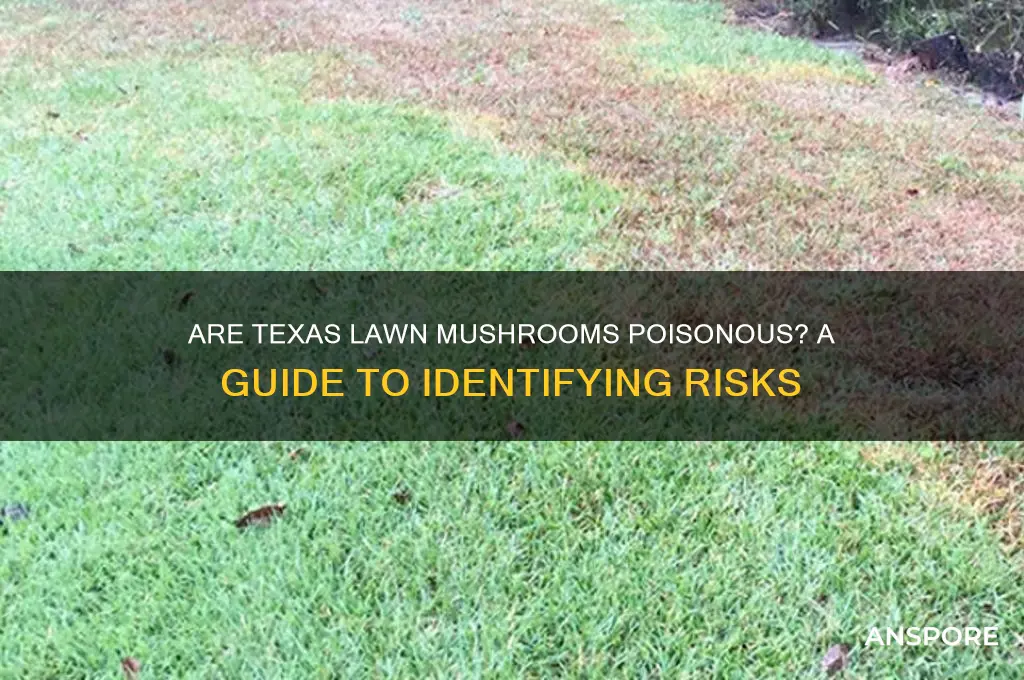 are texas lawn mushrooms poisonous