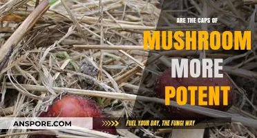 Mushroom Magic: Caps' Potency Powerhouses