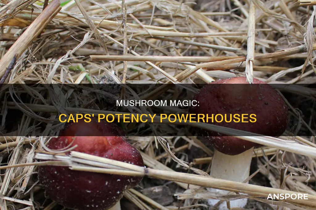 are the caps of mushrooms more potent