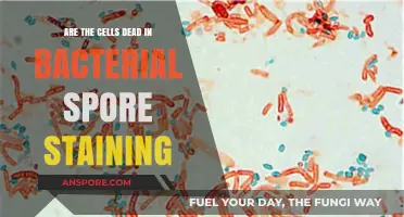 Are Bacterial Spore Cells Dead During Staining? Unraveling the Mystery