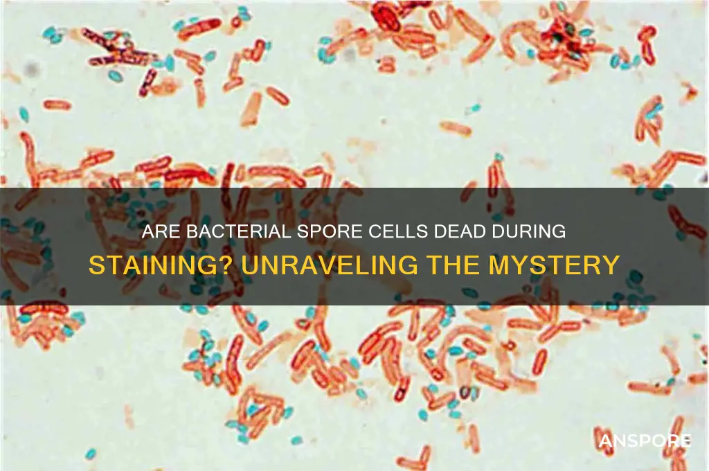 are the cells dead in bacterial spore staining
