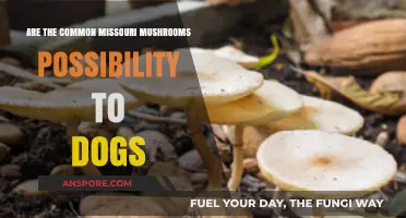 Mushroom Alert: Missouri's Toxic Fungi and Dogs