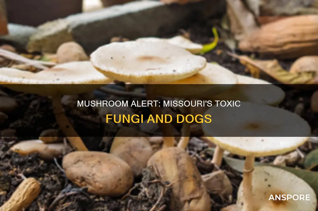 are the common missouri mushrooms possibility to dogs
