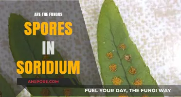 Exploring Soridium: Unveiling the Presence of Fungus Spores Within