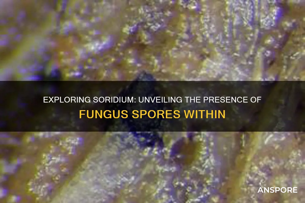 are the fungus spores in soridium