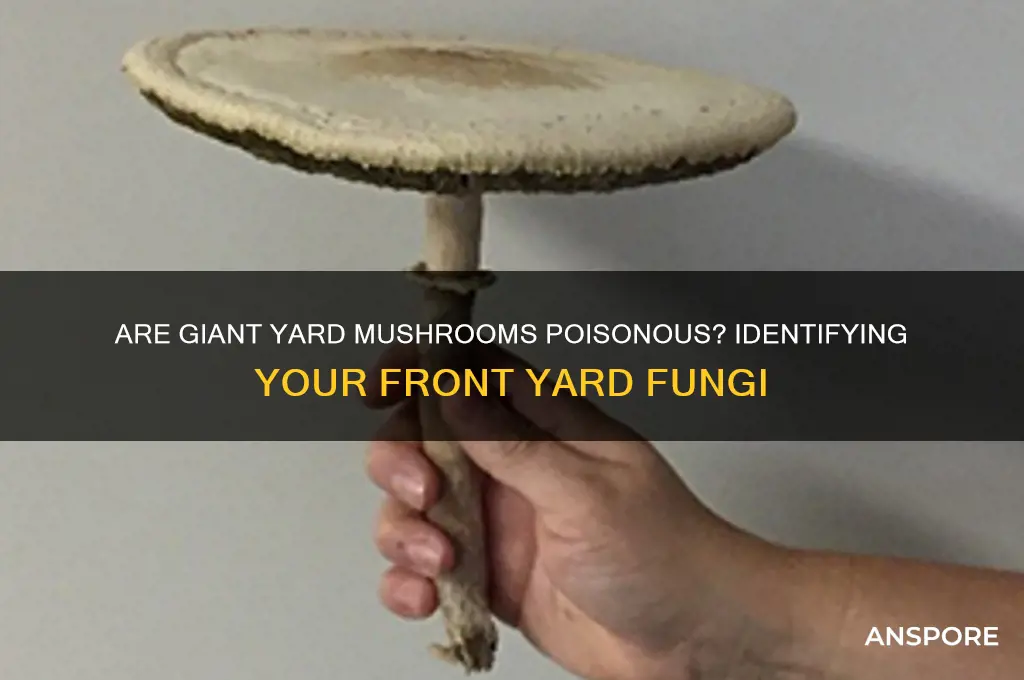 are the giant mushrooms in my front yard poisonous