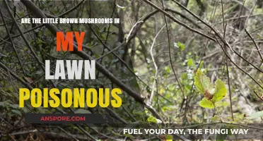 Are Little Brown Lawn Mushrooms Poisonous? A Safety Guide