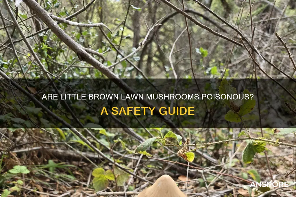 are the little brown mushrooms in my lawn poisonous