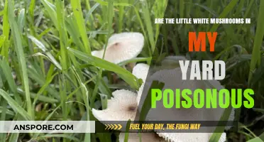Identifying Yard Mushrooms: Are Little White Varieties Poisonous?