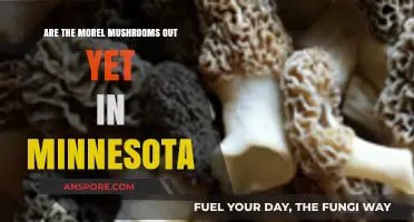 Minnesota Morel Mushrooms: Are They Out Yet? Here's What to Know