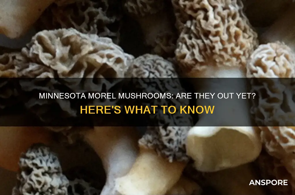are the morel mushrooms out yet in minnesota