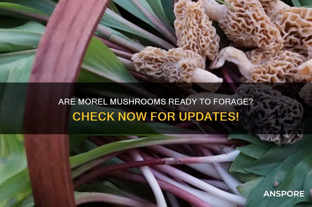 are the morel mushrooms out yet