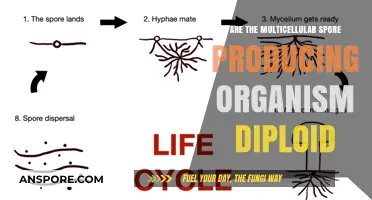 Exploring Multicellular Spore Producers: Are They Diploid Organisms?