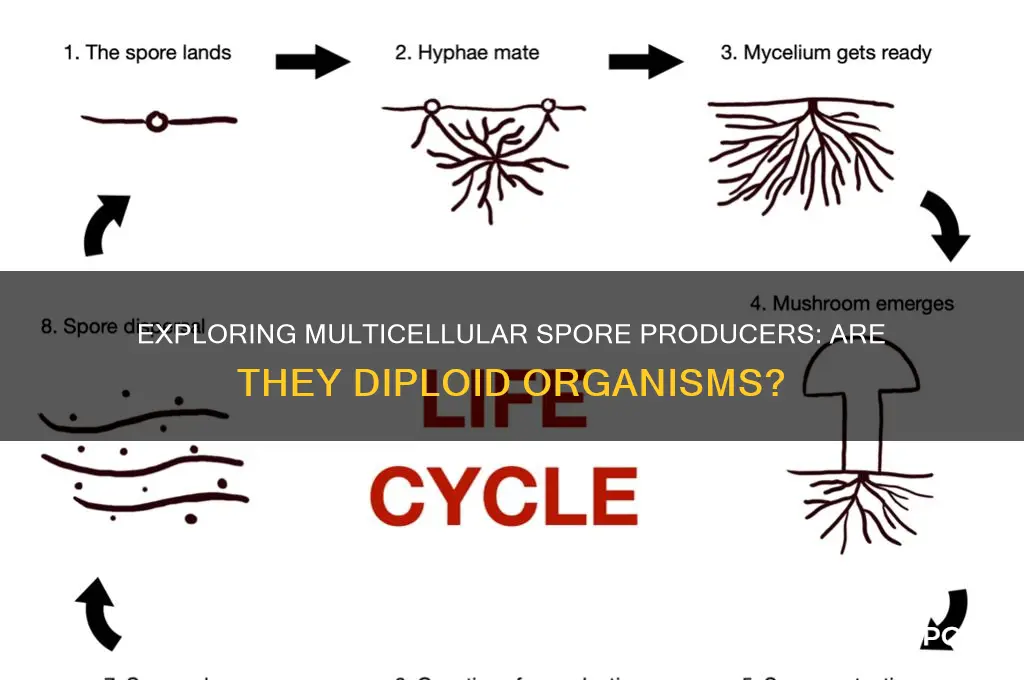 are the multicellular spore producing organism diploid